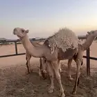 حشو للبيع 3 قعدان 2 بكار فيه 2 قعدان سوم لحلهن على 11 الف