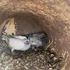 فروخ حمام  شحم  زاجل هندي