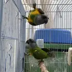 زوج سنغالي جاهز للنتاج مستوا طيب حجم جانبو