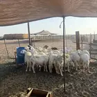 ضان حريه