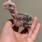 فرخ كروان هولندي