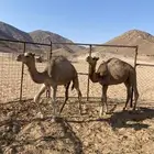 قعدان لحم للبيع طيبه بريات