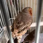 زيبرا ذكر هاف اورنج انقلش