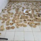 خبز ناشف للبيع شكل واحد كله مفرود