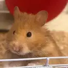 هامستر هامتارو