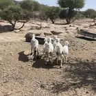 مقاني