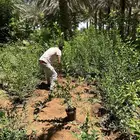مشاتل شتلات فاكهة