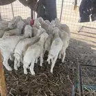 للبيع بهم حري