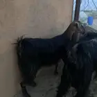 معزا عوارض كفو