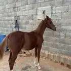 مهر شعبي
