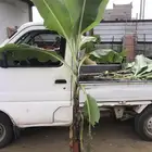 شتلات موز