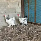 للبيع طقم براهما كولمبي بياض