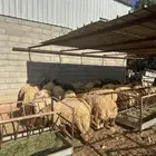 للبيع خرفان نعيم ( جذع - ظهر - شعر ) طيبه جدا وعلى الشرط