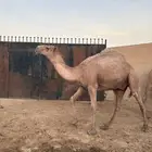 مفرودين فحول شعل طيبه سومها 9000