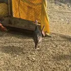 دجاج رومي