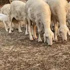 ضان العدد 11