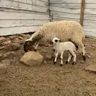 رخال صنف