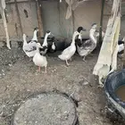 بط للبيع