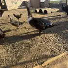 بط مصري