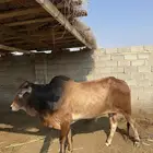 ثور فحل بلدي