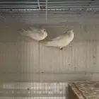 جوز روز البيض البينو عيون عمر. وجوز روز