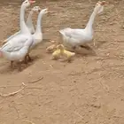 صوص وز روسي بلغاري