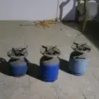 عفش للبيع