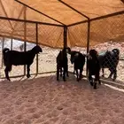 تيوس للبيع