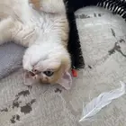 بيع قط سكوتش3 شهور
