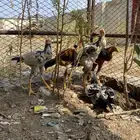 دجاج باكستاني