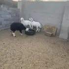 طليان 2 ورخال 1 طيبه الحد 1200 جمله وتفريد 1250