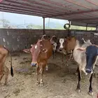 بقر محايل عسير