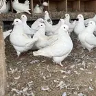 للبيع حمام كنق سوبر جامبو