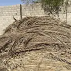جريد نخل سعف نخل