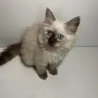 قطط كيتن للبيع