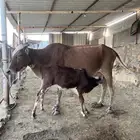 بقر بلدي