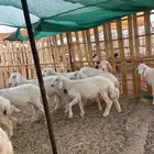 بهم للبيع العدد 16 فيه 5 آر خال