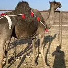 خلفه منيحه طيب تحتها بكره طيبه الحد 9800