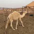 العرض الاول   قعود لباني للبيع