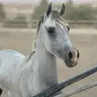 مهره شعبيه شيخه