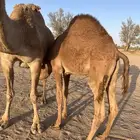 قعود طايش شحم علي الحليب عمره 9 شهور
