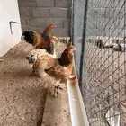 دجاجتين براهما بوف