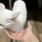 قطط