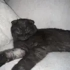 قط سكوتش للتبادل قط برتش