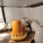 صيصان سمان تكساس