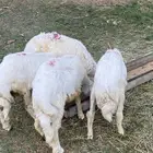 أربعه خرف