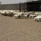 ضان دفع وولد شكلها قليل