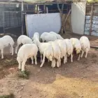 طليان ورخال