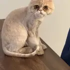 قط  لتبني شيرازي