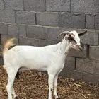 عنز بيشي اصليه